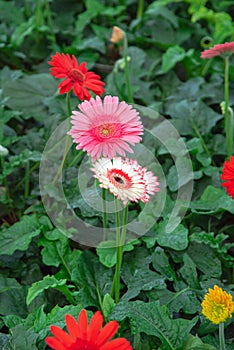 Bright colorful blended pink red white Gerbera Daisy flower cross hybrida long stem cartwheel, jaguar, majorette, bengal garden