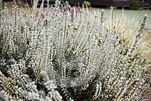 Bright colorful blooming heather, Calluna vulgaris with ice crystals. Beautiful soft atmospheric background in pastel light colors