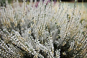 Bright colorful blooming heather, Calluna vulgaris with ice crystals. Beautiful soft atmospheric background in pastel light colors