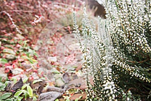 Bright colorful blooming heather, Calluna vulgaris with ice crystals. Beautiful soft atmospheric background in pastel light colors