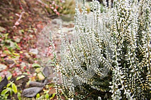 Bright colorful blooming heather, Calluna vulgaris with ice crystals. Beautiful soft atmospheric background in pastel light colors