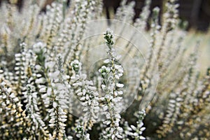 Bright colorful blooming heather, Calluna vulgaris with ice crystals. Beautiful soft atmospheric background in pastel light colors