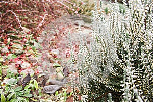 Bright colorful blooming heather, Calluna vulgaris with ice crystals. Beautiful soft atmospheric background in pastel light colors