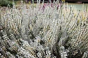 Bright colorful blooming heather, Calluna vulgaris with ice crystals. Beautiful soft atmospheric background in pastel light colors