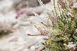 Bright colorful blooming heather Calluna vulgaris with ice crystals. Beautiful soft atmospheric background in pastel light colors