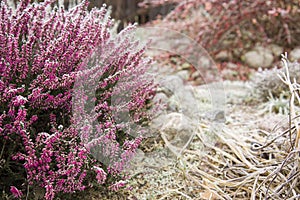 Bright colorful blooming heather Calluna vulgaris with ice crystals. Beautiful soft atmospheric background in pastel light colors