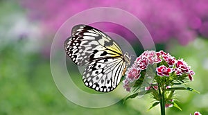 Bright colorful butterfly on a carnation flower in the garden. Idea leuconoe. Rice paper butterfly. Large tree nymph.