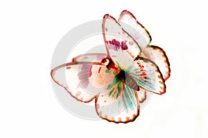 Bright colorful butterfly on a white background