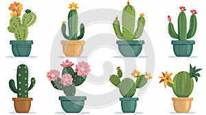 Bright and colorful cactus flowers blooming beautifully on a pure white background
