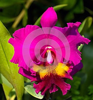 Bright and colorful cattleya orchid