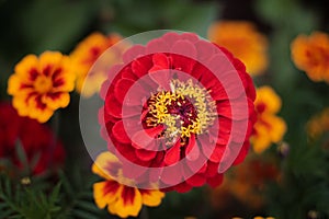 Bright colorful close up of one red beautiful flower of the zinnia elegance or common zinnia in the garden, top view, on