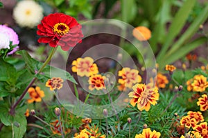 Bright colorful close up of one red beautiful flower of the zinnia elegance or common zinnia in the garden, top view, on