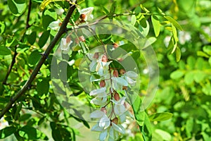 Bright colorful clusters of white flowers with green small leaves blossoming on an acacia tree.