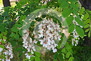 Bright colorful clusters of white flowers with green small leaves blossoming on an acacia tree.