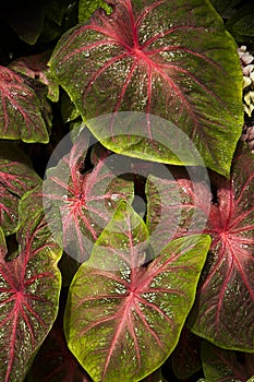 Bright and colorful coleus leaves