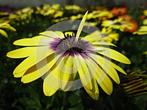 Bright colorful cool fresh yellow and purple African Daisy flowers in full bloom