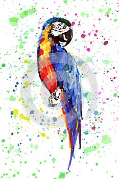 Bright colorful cute beautiful jungle tropical yellow and blue big parrot on a colorful spray background watercolor hand illustrat