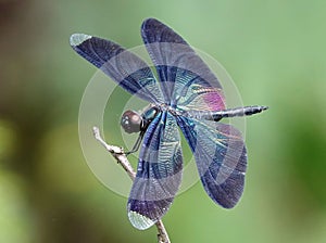 Bright, colorful Different-winged dragonfly (Anisoptera) perched atop a slender twig photo