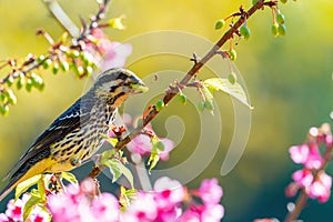 A bright and colorful female Spot-winged Grosbeak Mycerobas melanozanthos perched on a tree at Ang Khang, Chiang Mai, Thailand.