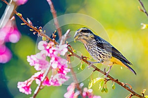 A bright and colorful female Spot-winged Grosbeak Mycerobas melanozanthos perched on a tree at Ang Khang, Chiang Mai, Thailand.