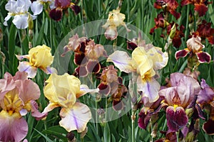 Bright and colorful flowers of bearded irises