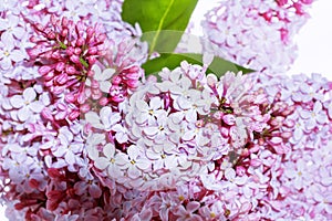 Bright and colorful flowers lilac