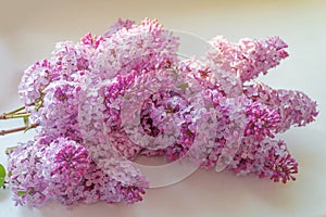 Bright and colorful flowers lilac