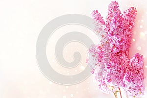 Bright and colorful flowers lilac