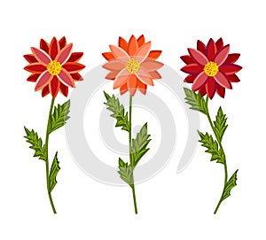 Bright colorful flowers set. Botanical vector illustration isolated on white background.