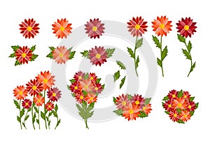 Bright colorful flowers set. Botanical vector illustration isolated on white background.