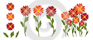 Bright colorful flowers set. Botanical vector illustration isolated on white background.
