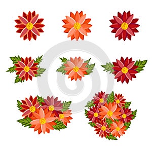 Bright colorful flowers set. Botanical vector illustration isolated on white background.