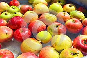 Ukrajinec jasný farbistý čerstvý jablká trhal strom ležiace voda. jasný chutný prírodné 