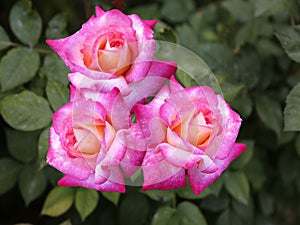 Bright colorful garden roses on a background of green leaves.