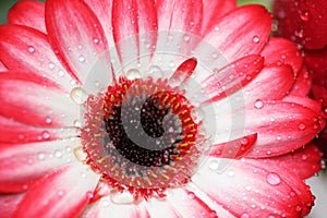 Bright colorful gerber daisy with dew drops