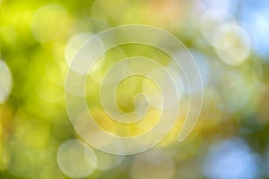 Bright colorful green and yellow background. Blurred light bokeh circles in autumn forest