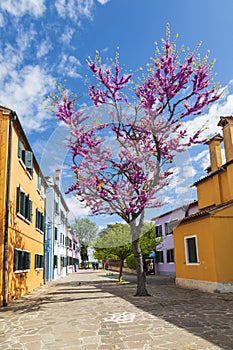 Bright colorful houses on the island of Burano on the edge of the Venetian lagoon with a flowering apricot tree. Venice,