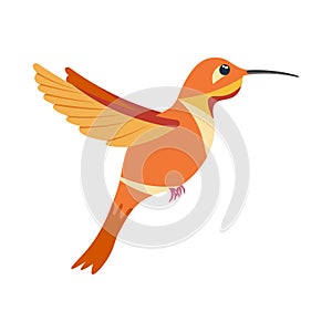 A bright colorful hummingbird, a bird painted in several colors orange red . Vector illustration isolated on white