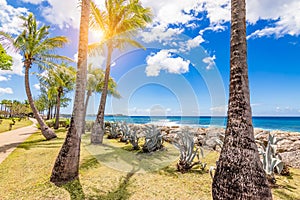 Palm trees along the coastline of Bridgetown, Barbados, Caribbean.