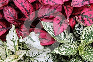 Bright and colorful image of pink and white ground cover plant in garden