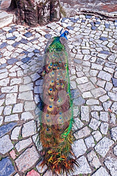 Bright and colorful Indian Male Peacock on a cobblestone pavement