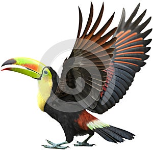Colorful Keel-billed toucan bird clipart perfect for vibrant designs. photo