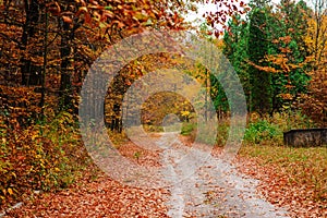 Bright and colorful landscape of sunny autumn forest with trail and stone bloc on the side of way