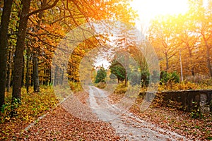 Bright and colorful landscape of sunny autumn forest with trail and stone bloc on the side of way