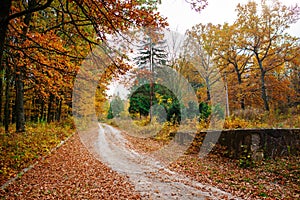 Bright and colorful landscape of sunny autumn forest with trail and stone bloc on the side of way