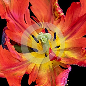 Bright colorful macro photography of the inner of a single isolated wide open parrot tulip blossom in pop-art colors on black