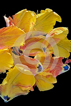 Bright colorful macro  of   set of petals of a yellow red parrot tulip blossom on black