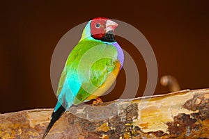 Bright colorful male gouldian finch in profile view perching on a branch in front of a brownish red background