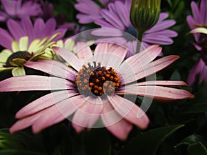 Bright colorful Margarita Daisy flowers blooming in mid spring photo