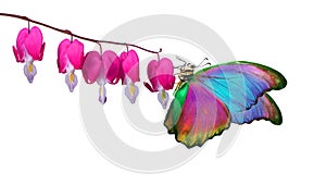 Bright colorful morpho butterfly on pink flowers isolated on white. tropical butterfly on orchid flowers